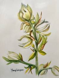 Yucca Flower